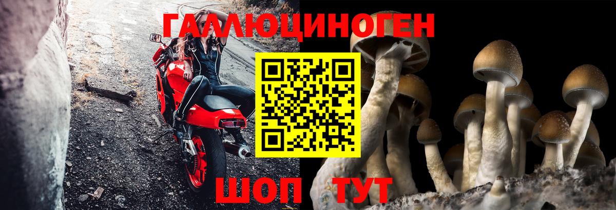 Галлюциногенные грибы Psilocybine cubensis Ивантеевка